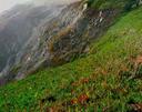 More Bodega cliffs and flowers.